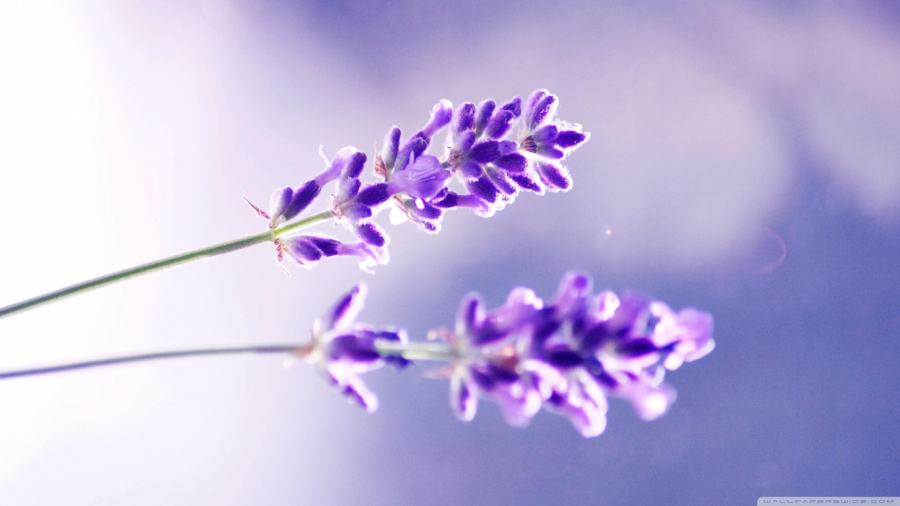 News-Lavender-hoa-oai-huong-va-sac-tim-thuy-chung-02